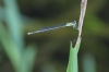 J01_2054 Pseudagrion australasiae